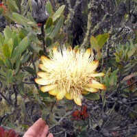 kilimanjaro-machame-chris2012-09