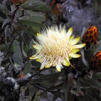 kilimanjaro-machame-chris2012-10