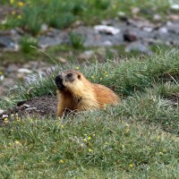 peak-lenin-2012-stupeacock09