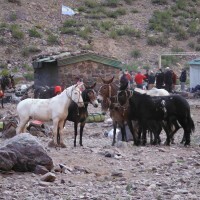 aconcagua-2013-deanbeard51