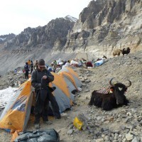 everest15-yak