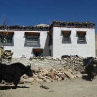 tibetan-home