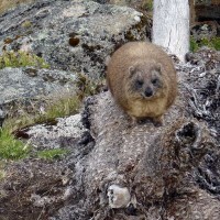 Rock-Hyrax-at-Macinders-camp.