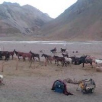 Aconcagua mules