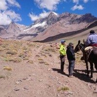 Aconcagua Mules