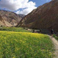 After an acclimatisation day we left markha heading  for tatchungtse 4300m we saw wild sheep on the way the views were stunning and everyone performed well