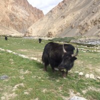 Day 5 we moved up to nimaling 4750m good vies of kang Yangtze 6400m the highest peak in the valley lots of little Guinea pig like creatures that the boys set up their go pros to film coming out of their burrows marmots and then at night flocks of sheep and goats came to stay next to where we were camped