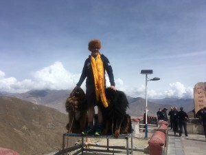 Miles with Tibetan Mountain Dogs