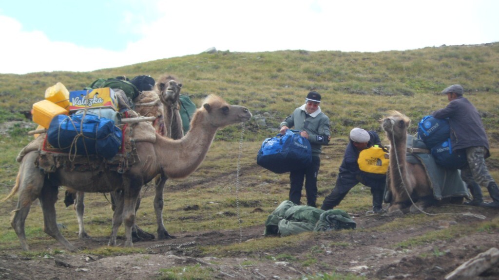 Camels transporting bags to BC